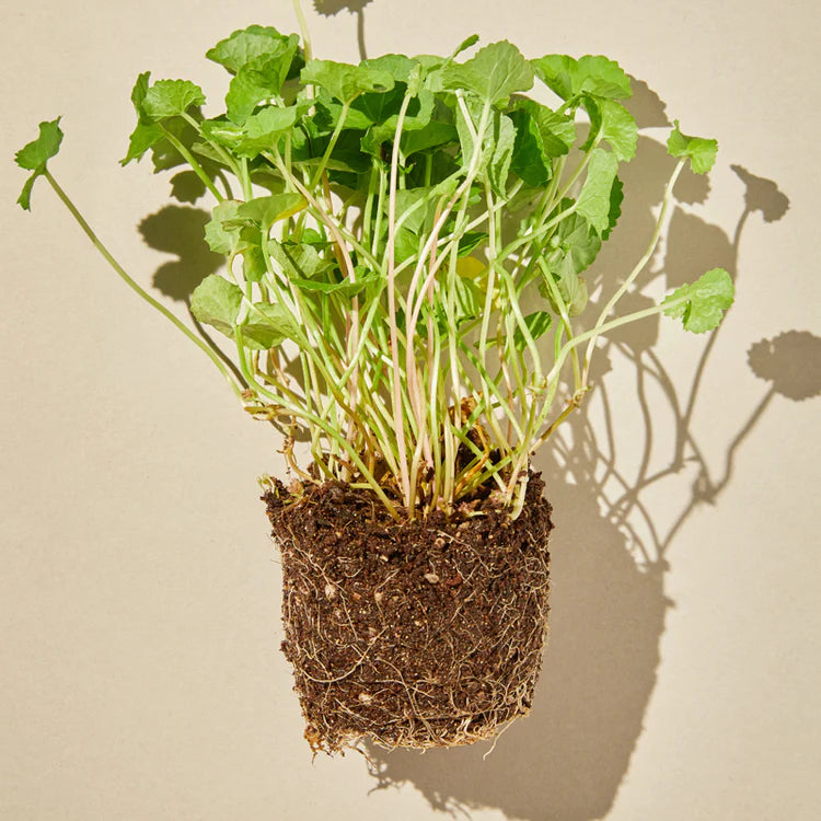 [Mixsoon] Centella Cleansing Foam 150ml