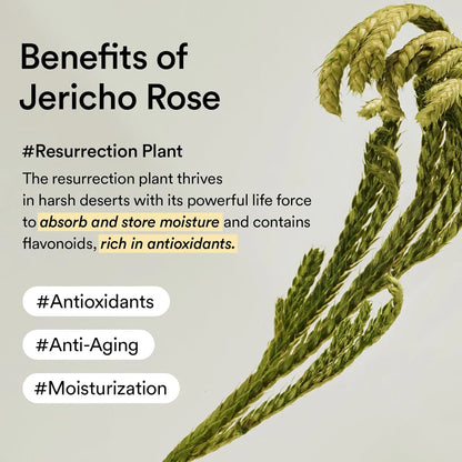 [Abib] Jericho Rose Creme Nutrition Tube 75ml