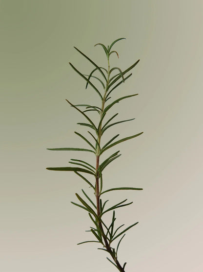 [Aromatica] Rosemary Scalp Scrub 165g