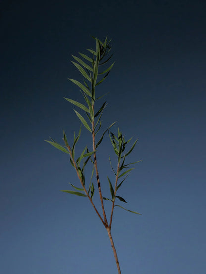 [Aromatica] Tea Tree Purifying Shampoo 400ml